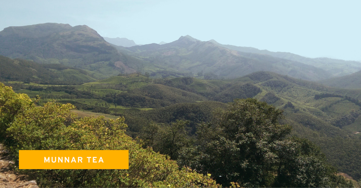 Munnar Tea