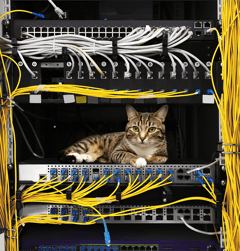 A cat lying in a network cabinet (AI gen cat, Adobe Stock 141718487 background, inspired by real customer photo).